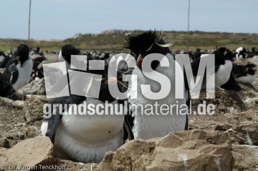 Felsenpinguine (05 von 40).jpg